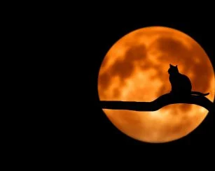 Alkmaarse Troubatour