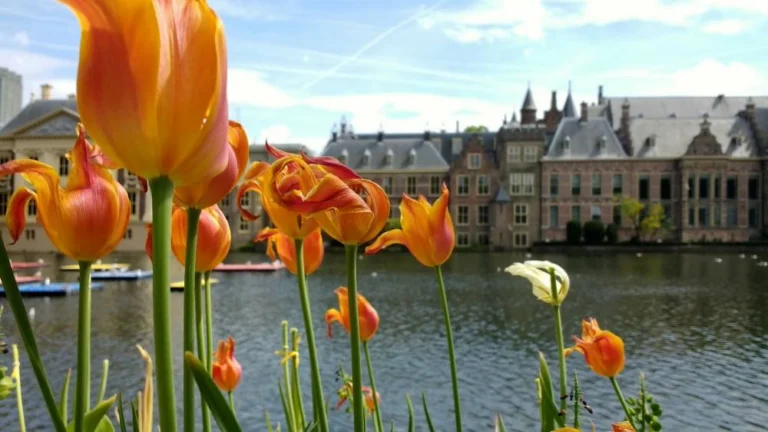 Borrelen, Bikken en Brullen Den Haag